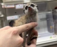 ミーアキャットベビー♀（2026年4月産まれ）超べた馴れ♪の画像8