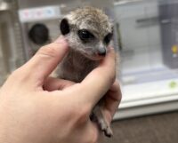 ミーアキャットベビー♀（2026年4月産まれ）超べた馴れ♪の画像9