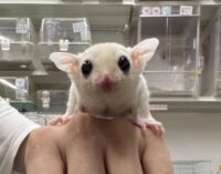 フクロモモンガの画像9