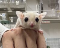 フクロモモンガの画像11