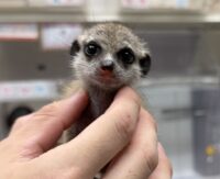 ミーアキャットベビー♀（2026年4月産まれ）超べた馴れ♪の画像6