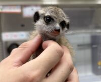 ミーアキャットベビー♀（2026年4月産まれ）超べた馴れ♪の画像9