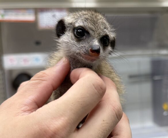 ミーアキャットベビー♀（2026年4月産まれ）超べた馴れ♪のメイン画像