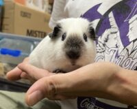 ロシアンスモーク（カルフォルニアン）モルモットの画像3