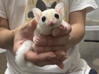 フクロモモンガの画像1