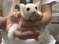 フクロモモンガの画像8