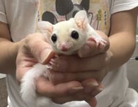 フクロモモンガの画像3