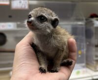ミーアキャットベビー♀（2026年4月産まれ）超べた馴れ♪の画像3