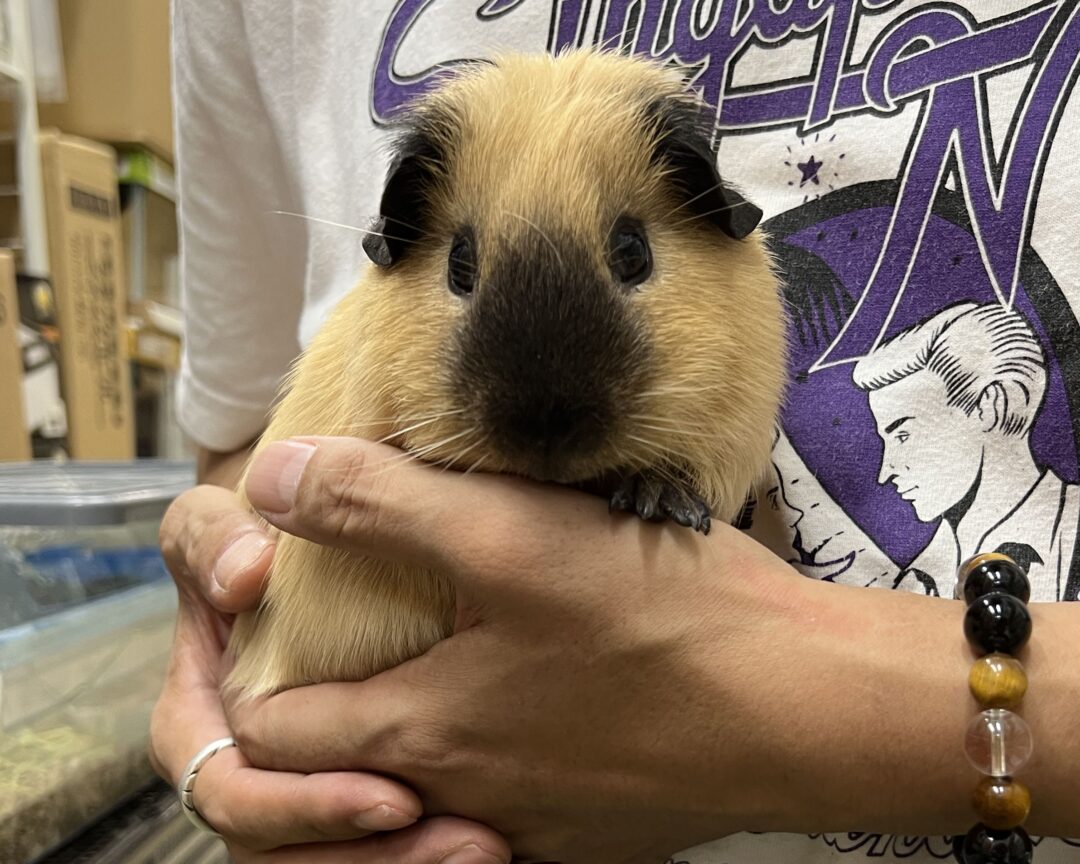 ロシアンスモークモルモット ロシアンモルモット キャンベルハムスター