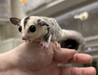 フクロモモンガの画像6