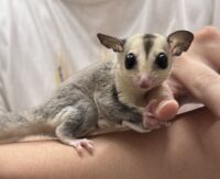 フクロモモンガの画像2