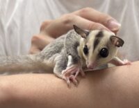 フクロモモンガの画像7