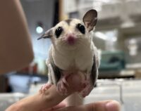 フクロモモンガの画像8