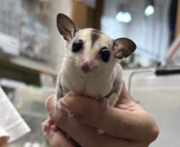 フクロモモンガの画像3