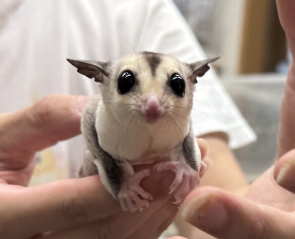 フクロモモンガのメイン画像