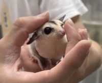 フクロモモンガの画像5
