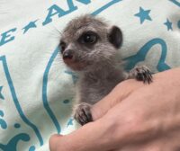 ミーアキャットベビー♀（2026年4月産まれ）超べた馴れ♪の画像10