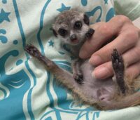 ミーアキャットベビー♀（2026年4月産まれ）超べた馴れ♪の画像2