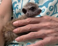 ミーアキャットベビー♀（2026年4月産まれ）超べた馴れ♪の画像7