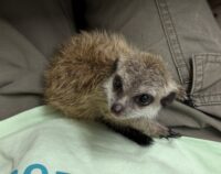 ミーアキャットベビー♀（2026年4月産まれ）超べた馴れ♪の画像13