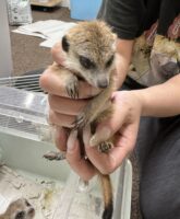 ミーアキャットベビー♂ 当店CB（2026年5月9日産まれ）懐っこいです♪の画像9