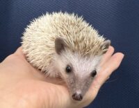ハリネズミ(国産ベビー:ブラウンピント♀)懐っこいです♪の画像4