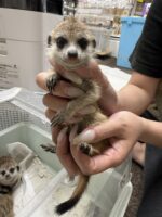 ミーアキャットベビー♂ 当店CB（2026年5月9日産まれ）懐っこいです♪の画像2