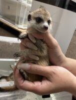 ミーアキャットベビー♂ 当店CB（2026年5月9日産まれ）懐っこいです♪の画像8
