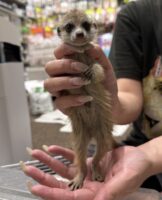 ミーアキャットベビー♂ 当店CB（2026年5月9日産まれ）懐っこいです♪の画像3