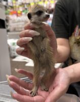 ミーアキャットベビー♂ 当店CB（2026年5月9日産まれ）懐っこいです♪の画像4