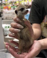 ミーアキャットベビー♂ 当店CB（2026年5月9日産まれ）懐っこいです♪の画像5
