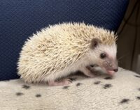 ハリネズミ(国産ベビー:ブラウンピント♀)懐っこいです♪の画像10