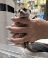 ミーアキャットベビー♂ 当店CB（2026年5月9日産まれ）懐っこいです♪の画像6