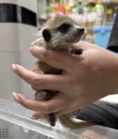ミーアキャットベビー♂ 当店CB（2026年5月9日産まれ）懐っこいです♪の画像7
