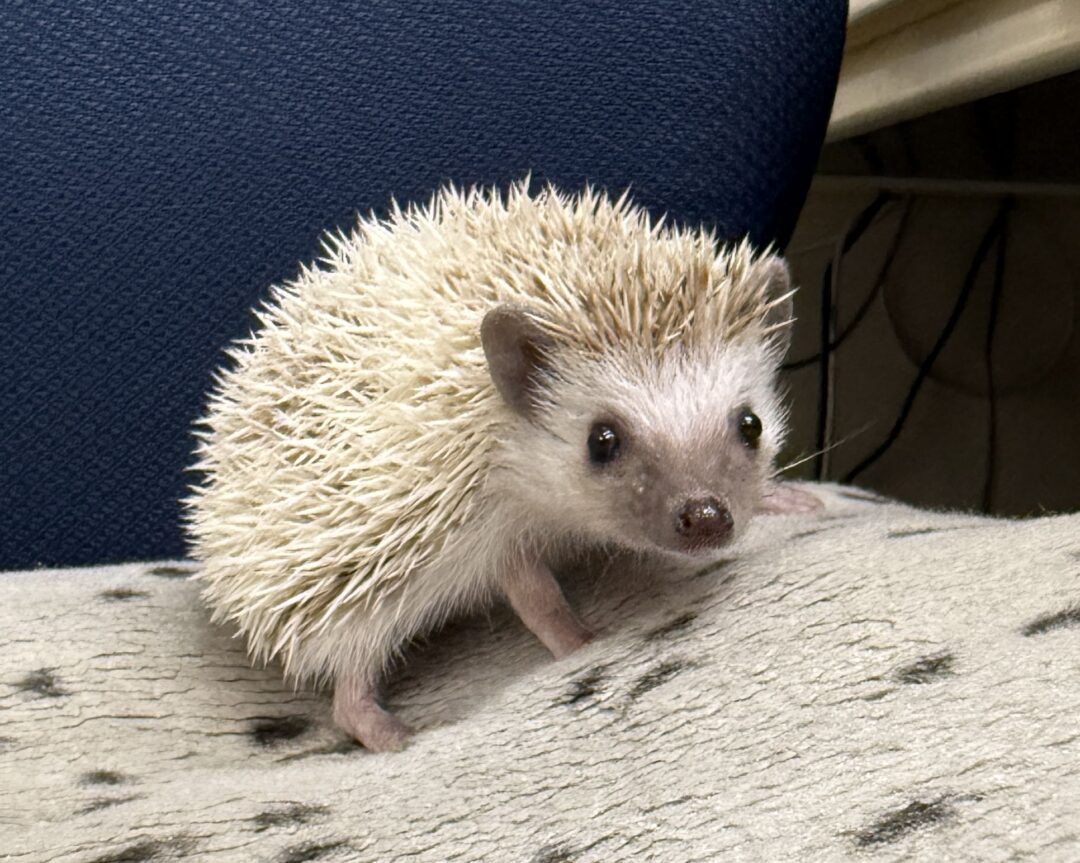 ハリネズミ(国産ベビー:ブラウンピント♀)懐っこいです♪のメイン画像