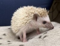 ハリネズミ(国産ベビー:ブラウンピント♀)懐っこいです♪の画像9
