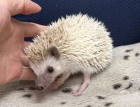 ハリネズミ(国産ベビー:ブラウンピント♀)懐っこいです♪の画像2