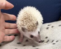 ハリネズミ(国産ベビー:ブラウンピント♀)懐っこいです♪の画像5