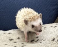 ハリネズミ(国産ベビー:ブラウンピント♀)懐っこいです♪の画像7