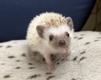 ハリネズミ(国産ベビー:ブラウンピント♀)懐っこいです♪の画像1