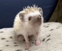 ハリネズミ(国産ベビー:ブラウンピント♀)懐っこいです♪の画像11