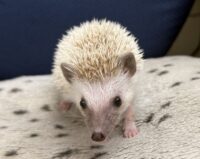 ハリネズミ(国産ベビー:ブラウンピント♀)懐っこいです♪の画像3