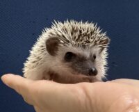 ハリネズミ（国産ベビー：パイド♀ ）超懐っこいです♪の画像1