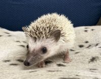 ハリネズミ（国産ベビー：パイド♀ ）超懐っこいです♪の画像8