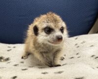 ミーアキャットベビー♀ 当店CB（2026年5月9日産まれ）懐っこいです♪の画像3