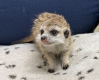 ミーアキャットベビー♀ 当店CB（2026年5月9日産まれ）懐っこいです♪の画像6