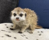 ミーアキャットベビー♀ 当店CB（2026年5月9日産まれ）懐っこいです♪の画像9