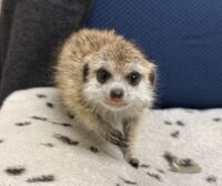 ミーアキャットベビー♀ 当店CB（2026年5月9日産まれ）懐っこいです♪の画像4