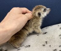 ミーアキャットベビー♀ 当店CB（2026年5月9日産まれ）懐っこいです♪の画像10