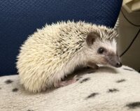 ハリネズミ（国産ベビー：パイド♀ ）超懐っこいです♪の画像7